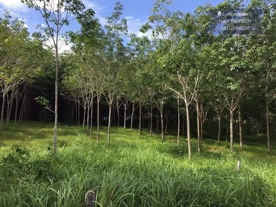 Land for sale in Phuket Province, 13 rai 1 ngan, for sale in Thalang District, Phuket Province, near Lotus Thalang, Ton Tai Waterfall, yellow area, peaceful and private, suitable for making villas, hotels, hospitals, etc. If interested, you can try. - image 3