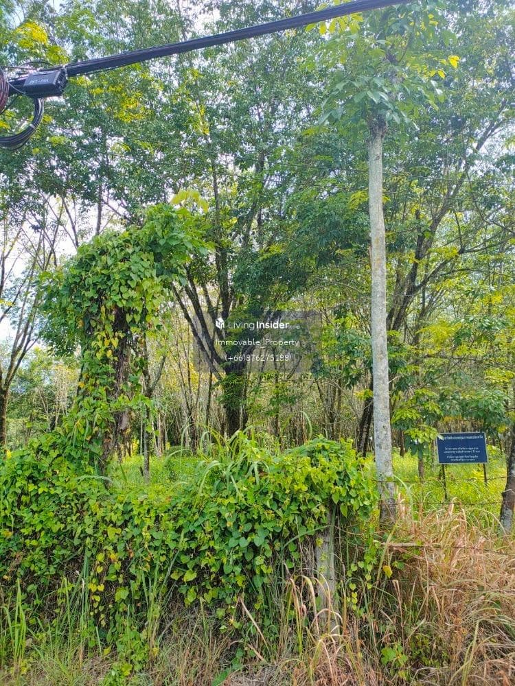 126 rai of vacant land, cheap price in Phuket - image 5