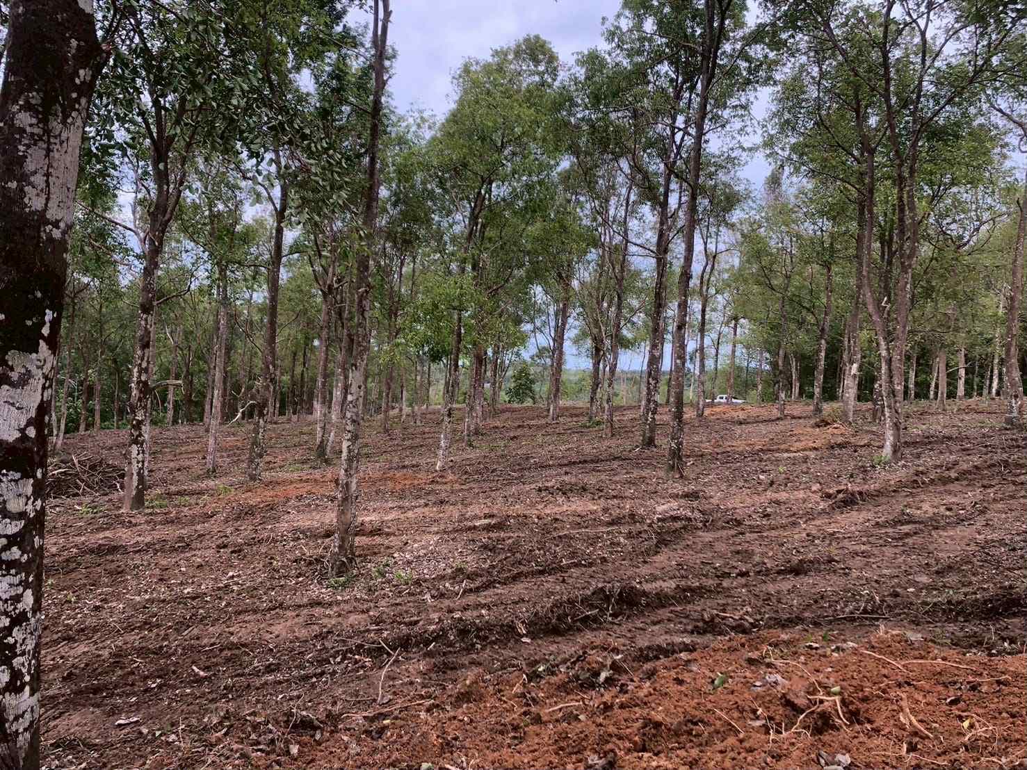 Land for Sale – Khao Khad, Wichit, Mueang Phuket 🌴 - image 2