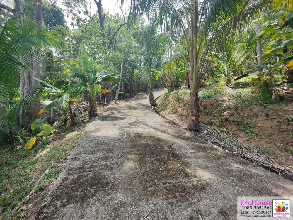Land For Sale, Choeng Thale, Surin Beach, Size 10 Rai, 20 Million/Rai. - image 2