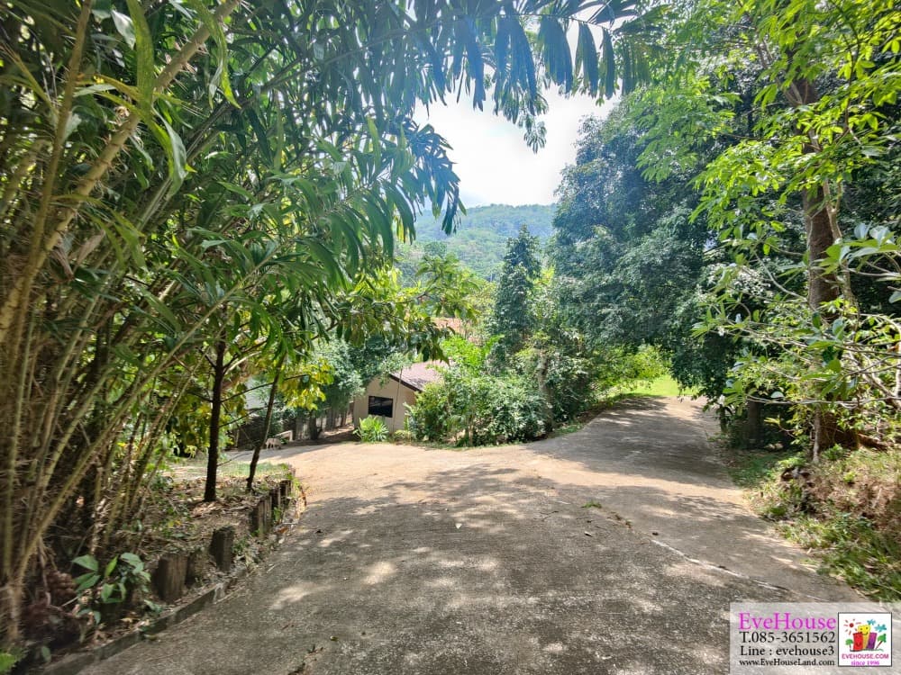 Land For Sale, Choeng Thale, Surin Beach, Size 10 Rai, 20 Million/Rai. - image 4