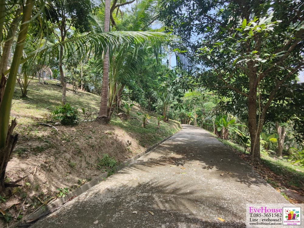 Land For Sale, Choeng Thale, Surin Beach, Size 10 Rai, 20 Million/Rai. - image 7