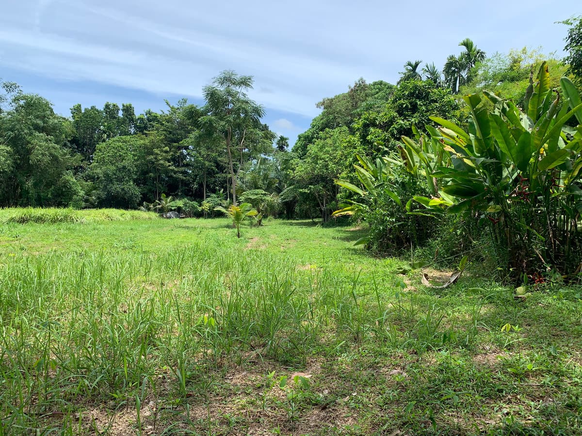 Empty land for sale, good location, Thalang District, Phuket Province. - image 4