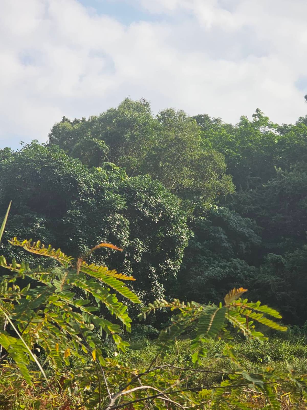 Available Land For Sale in Phuket, Pah-Klog, Mueng  PHUKET PROVINCE., THAILAND. - image 7