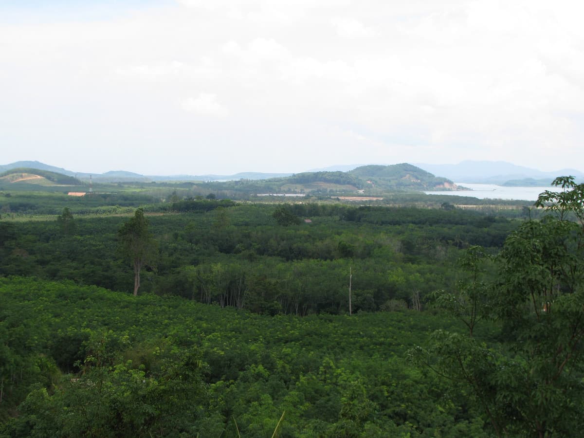 Special sea view land for sale – Baan Para Pa Khlok, Phuket | 7 rai | 180 degree panoramic sea view. - image 5