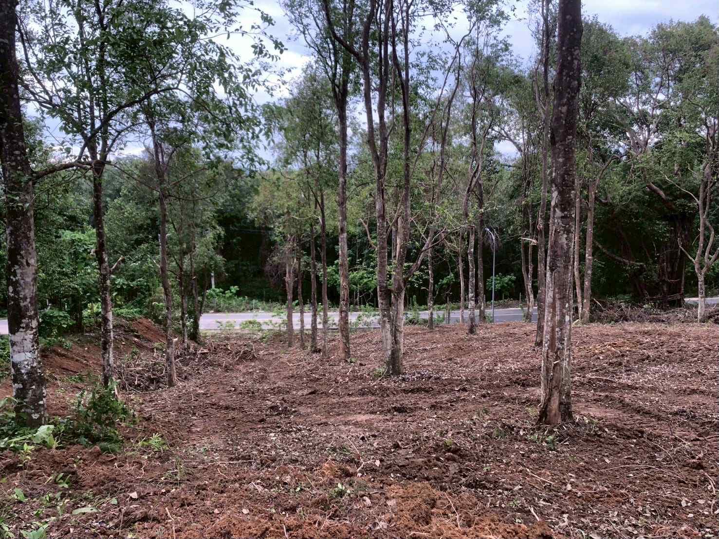 Land for Sale – Khao Khad, Wichit, Mueang Phuket 🌴