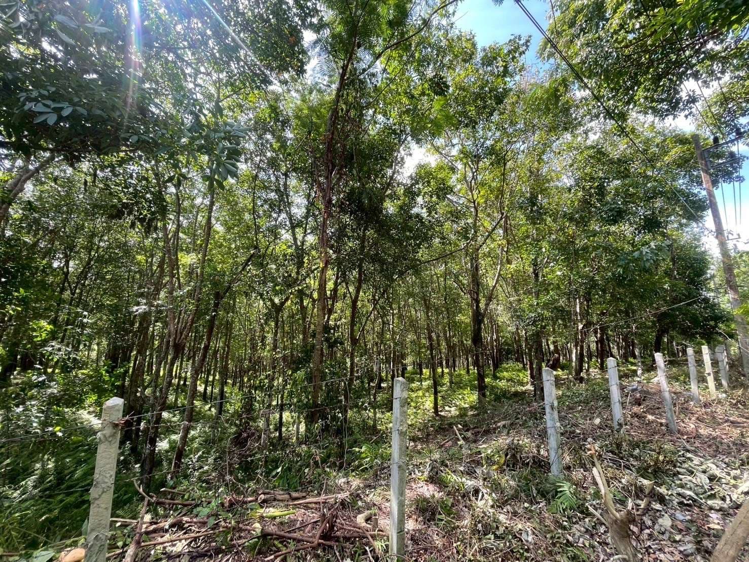 Land for Sale – Khao Khad, Wichit, Mueang Phuket 🌴 - image 2