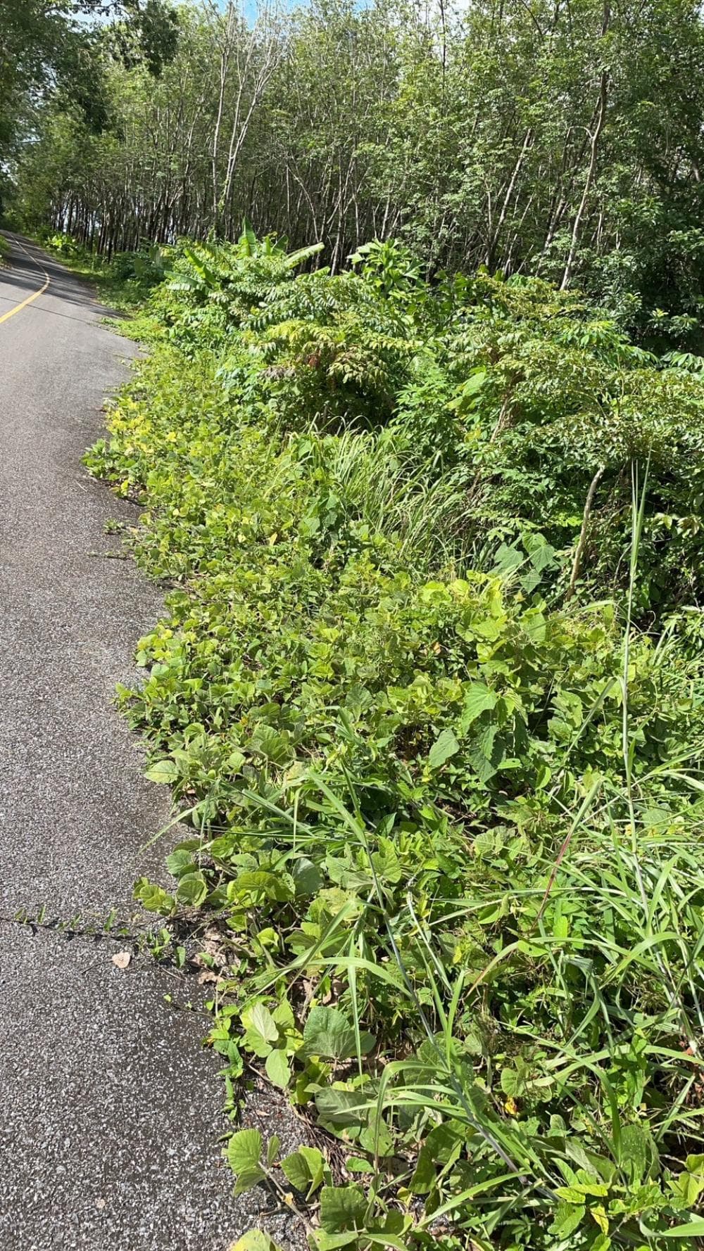 Land for sale in Phuket, Thalang District, beautiful sea view, area 2 rai 93 sq m., near Phuket Airport. - image 7