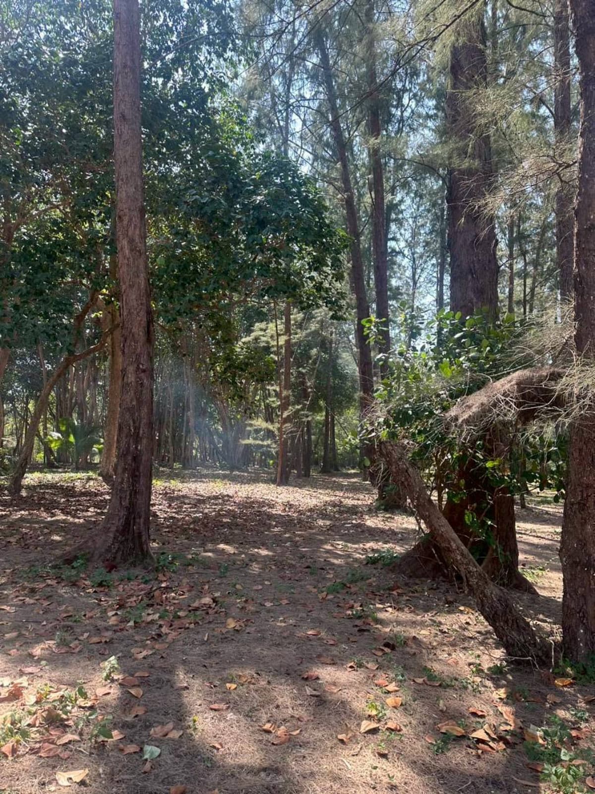 Land for sale, beautiful plot, next to the sea – Mai Khao Beach, Phuket - image 2