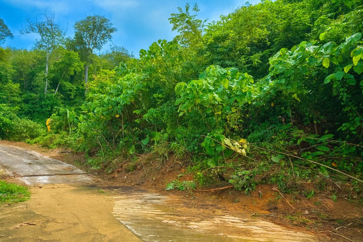 Prime 2 Rai Sea-View Land in Kamala – High Potential for Villa or Boutique Project - U5864469 - image 3