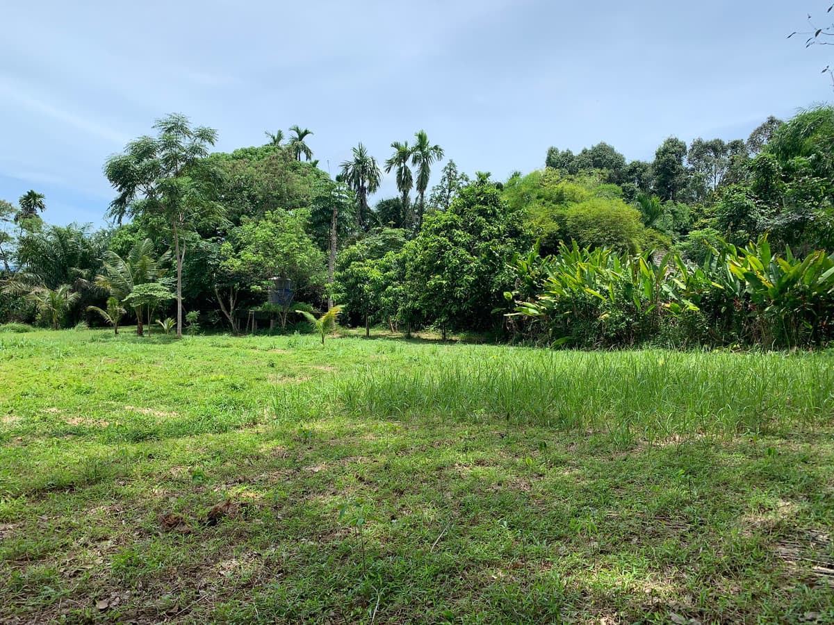 Empty land for sale, good location, Thalang District, Phuket Province. - image 5