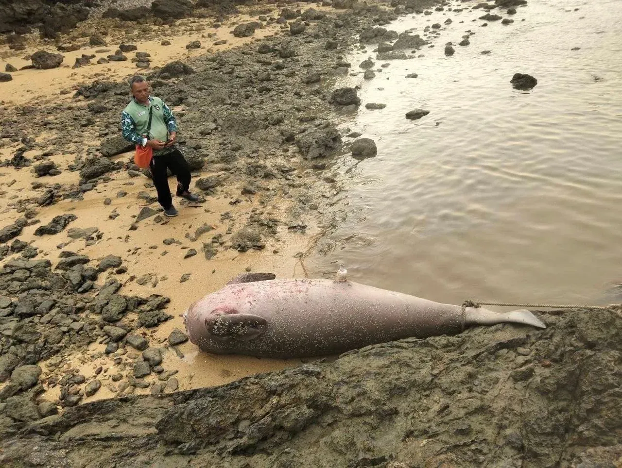 Tragic: Headless Dugong Found on Koh Yao Noi—Nose | Phuket