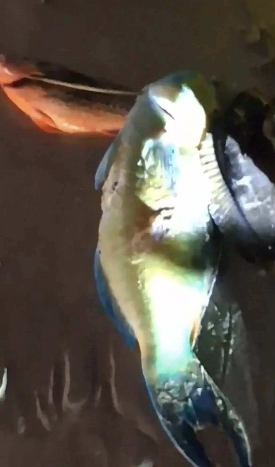 Chinese Tourists Accused of Spearfishing Protected Parrotfish | Phuket