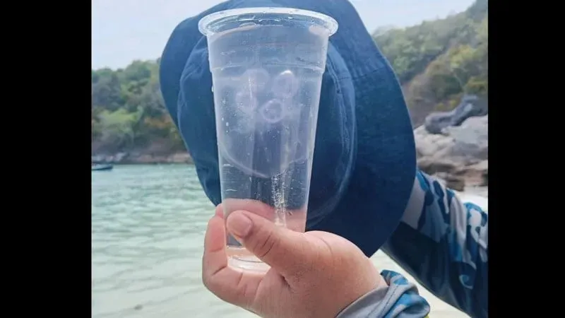 Moon jellyfish wash ashore at Koh Racha Yai