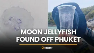 Tourists warned after moon jellyfish found floating off Phuket