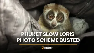 Phuket में फोटो खिंचवाने के धंधे के मामले में संरक्षित slow loris जब्त, एक व्यक्ति गिरफ्तार