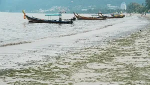 Seegras erneut an Patong Beach angeschwemmt, während Behörden die Reinigung fortsetzen