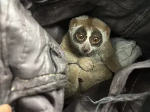 पर्यटकों की फोटो योजना में इस्तेमाल किए गए slow loris के साथ Phuket में व्यक्ति गिरफ्तार