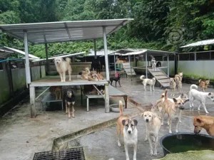 Phuket推进流浪狗收容所建设以创建无狂犬病区域