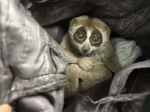 Man Arrested in Karon After Slow Loris Seized in Phuket