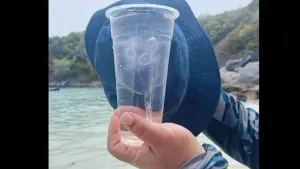 Moon jellyfish wash ashore at Koh Racha Yai