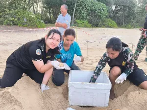 因洪水风险转移的反季节棱皮龟巢内有98枚蛋