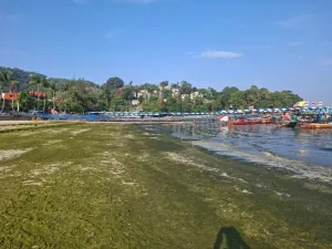 Patong in Shock! Seaweed Invades Beach for Over 1.5 km, Tourists Alarmed, Urge Government to Investigate Urgently
