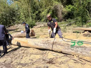 Seized timber moved from Ranong forest as Phuket-linked land