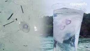 General: Going to the beach, beware of itchy rashes—moon jellyfish found stranded on Racha Island, Phuket, April 8, 2026 | 12:23