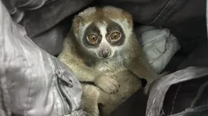 फोटो की शिकायतों के बाद Karon में संरक्षित slow loris के साथ एक व्यक्ति गिरफ्तार