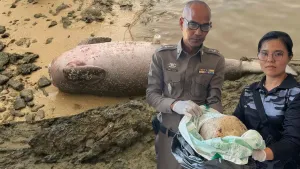 Tragique : « Dugong sans tête » retrouvé à Koh Yao Noi — Nez jeté, tête coupée après la mort ; preuves envoyées à la police pour retrouver le coupable