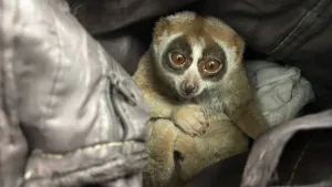 Un homme arrêté à Phuket pour avoir utilisé un slow loris dans un stratagème de photos pour touristes
