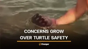Phuket officials investigate tourists seen handling sea turtle near Cape Panwa