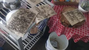 Phuket residents complain of severe fly infestation disrupting daily life