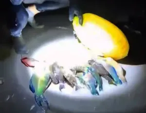 Illegally speared parrotfish displayed on Kata Beach in Phuket by the tourists on Saturday night. (Photo: supplied/ Achadthaya Chuenniran)