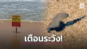 Portuguese Man o’ War found on Kata Noi Beach, prompting safety warning