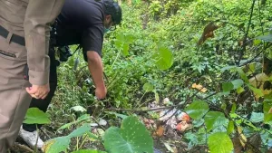 Thai man, 51, found drowned in pond in Thalang