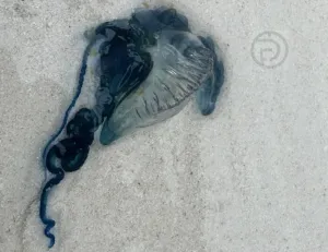 Authorities Raise Red Flag Warning After Portuguese Man-of-War Found in Krabi Parks