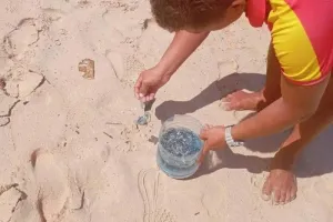 Portuguese man-of-war found on three Phuket beaches, lifeguards warn