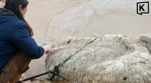 Mysterious white mass found on Phuket beach suspected to be a globster