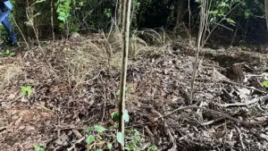Suspect leads police to alleged burial site of Russian siblings in Chonburi