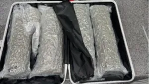 21-year-old Belgian woman arrested at Phuket Airport with 31.7 kg of cannabis in two bags