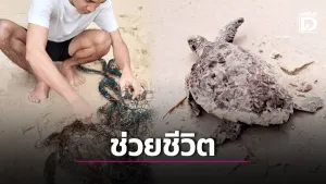 Man Frees Sea Turtle Trapped in Fishing Net at Layan Beach
