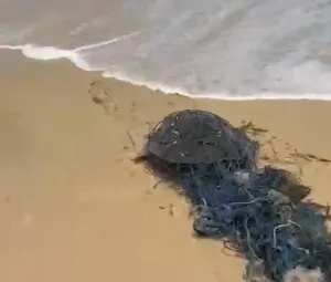 Lifeguards rescue sea turtle tangled in net on Karon Beach