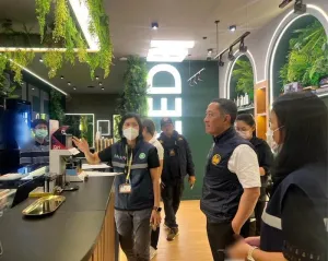 Cannabis inspections in Bang Tao lead to three licence revocations