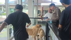 Phuket lion cafe investigated after reported bite