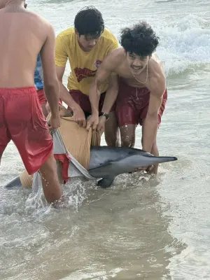Patong lifeguards rescue stranded young dolphin
