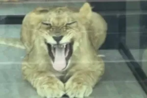 TAC inspects Phuket lion café after tourist bite report