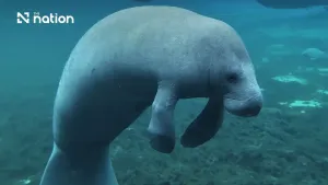 DMCR tightens dugong safeguards across 12 Andaman areas
