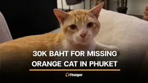 Foreigner in Phuket offers B30,000 reward for missing orange cat